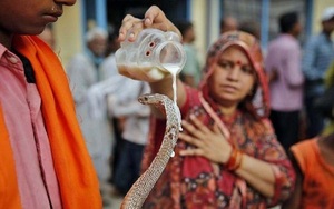Ấn Độ: Du khách sởn da gà với nghi thức rưới sữa, đối mặt với loài động vật bò sát này