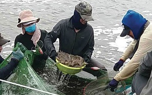 Bình Thuận: Khổ như nuôi tôm thời giãn cách xã hội, nghe thương lái gọi điện giật mình thon thót