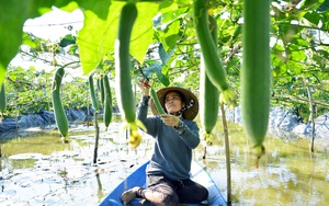 Kiên Giang: Bỏ phố về quê làm vườn, trên trồng mướp dưới trồng ớt, chị bỏ túi 300-400 ngàn đồng/ngày