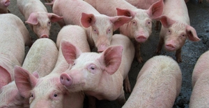 Trung Quốc ngăn chặn giá lợn hơi biến động mạnh