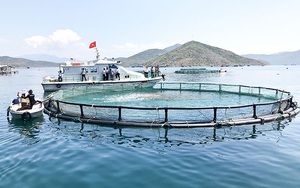 Doanh nghiệp đầu tư nuôi trồng thủy sản được hỗ trợ 15 tỷ đồng/dự án