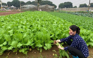Hà Nội: Ngày càng nhiều vùng sản xuất an toàn, nói &quot;không&quot; với thuốc bảo vệ thực vật