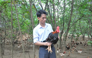 Ế ẩm vì Hà Nội giãn cách, chủ trang trại gà đặc sản tính bán tháo đất lấy tiền duy trì chăn nuôi