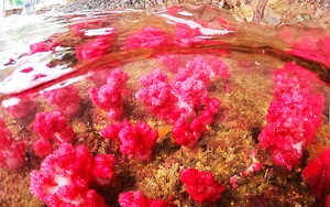 Quảng Ninh: Chiêm ngưỡng những "con" san hô đủ màu sắc đang hồi sinh mạnh mẽ ở vịnh Hạ Long