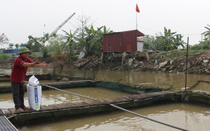 Nam Định: Giá thức ăn nhảy như giá vàng trong khi cá tôm bán trầy trật, nông dân lỗ nặng, nhiều hộ "treo ao"