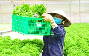 Rẽ tay ngang làm nông nghiệp công nghệ cao, anh nông dân Dũng "cao" xuất khẩu hàng trăm tấn rau xà lách đi Hàn Quốc