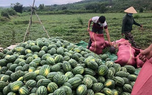 Covid-19 Phú Yên: Hội Nông dân căng mình kết nối bán 150 tấn nông sản cho nông dân vùng dịch