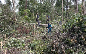 Đắk Nông: Điều tra vụ lâm tặc dùng cưa điện không tiếng ồn, phá rừng vào ban đêm 