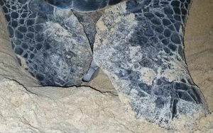 Bình Định: Một con rùa biển khổng lồ, quý hiếm bất ngờ vào bờ, đẻ được 99 quả trứng