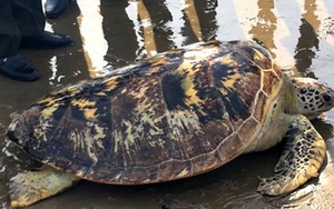 Ngư dân Hà Tĩnh phát hiện rùa biển quý hiếm nặng hơn 80kg, dài hơn 1m mắc cạn và làm rách lưới