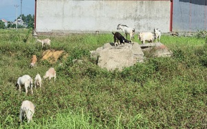 Ninh Bình: Chỉ nuôi 50 con dê lai thả đi lang thang ăn cỏ, ăn lá mà vẫn để dư được cả trăm triệu