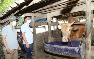 Bệnh viêm da nổi cục nguy cơ lan rộng tại Hà Giang: Kiểm soát chặt việc giết mổ, đốc thúc tiêm vaccine
