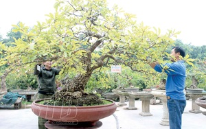 Thái Bình: Bất kỳ cây thân gỗ nào &quot;rơi vào tay&quot; dân làng này thì đều &quot;biến&quot; thành cây cảnh, có cây tiền tỷ