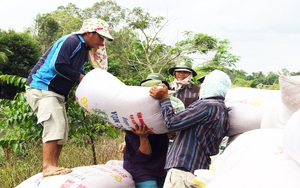 Giá gạo xuất khẩu của Việt Nam bất ngờ giảm mạnh, đối thủ cạnh tranh giảm ít là do đâu?