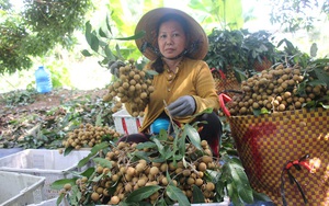 Đồng Tháp: Tất bật kiếm mối, cuối cùng huyện này cũng bán được hàng trăm tấn trái đặc sản từ offline cho tới online