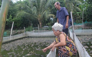 Long An: Mít Thái chung vườn với khóm, ếch chung ao với cá, nhà nông không chỉ khá mà còn đổi đời luôn