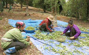 Bắc Kạn: Trồng thứ cây thân to như cột nhà, bắc thang lên tuốt quả thơm lừng, mỗi ngày &quot;nhặt&quot; 3 triệu đồng