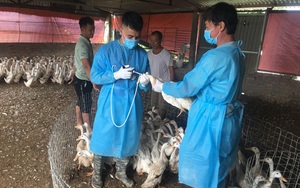 Hà Nội: Lần đầu tiên xuất hiện cúm gia cầm A/H5N8 ở huyện Ba Vì, kiểm soát chặt, bảo vệ đàn gia cầm