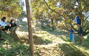 Khánh Hòa: Tuyệt chiêu hái sầu riêng cực nhanh của thanh niên huyện miền núi Khánh Sơn