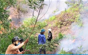 Thi thể người đàn ông trong vườn keo