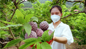 2 loại na độc lạ ở Bắc Giang: 1 loại tím lịm tìm sim, 1 loại cực khủng mỗi quả nặng gần 1kg