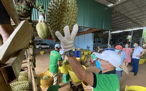 Đắk Lắk: Sầu riêng ra trái chi chít, chính quyền hỗ trợ tối đa để thương lái đến mua bán trái đặc sản này