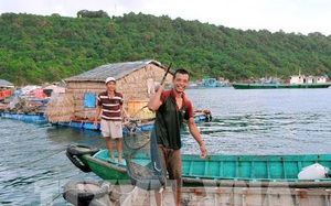 Kiên Giang: Ở nơi này nuôi cá bớp, cá bống mú trên biển bắt toàn con to bự, xách lên ai cũng trầm trồ