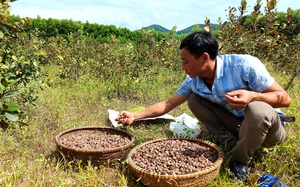 Quảng Bình: Trồng cây hoang ra quả dại, trước lên đồi hái ăn vặt nay đem bán nhiều người tranh nhau mua