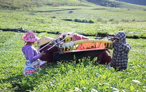 Nông dân Vân Hồ sống khoẻ và thu nhập cao từ cây chè Shan Tuyết