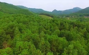 Kinh tế rừng đang có vị trí rất quan trọng trong đời sống của người dân Tuyên Quang
