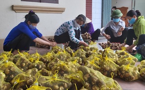 Hải Dương: Nông dân tăng nguồn thu với mô hình trồng cây, nuôi con đặc sản