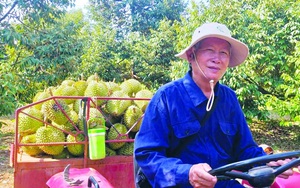 Bình Phước: Trồng sầu riêng ngon, bị dịch Covid-19 "ám", nông dân vẫn thu lợi nhuận 400-500 triệu/ha