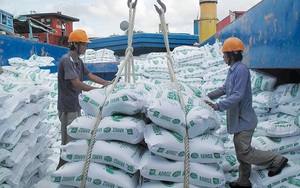 Giá gạo Việt, Thái tiếp tục giảm để cạnh tranh với gạo Ấn Độ