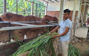 Chàng trai trẻ xứ Quảng “bỏ túi” hơn 200 triệu mỗi năm nhờ nuôi bò 3B nhốt chuồng