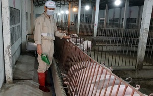 Giá lợn hơi giảm sâu cuối quý III may ra mới phục hồi, nhập khẩu thịt lợn từ Nga vẫn tăng 608%