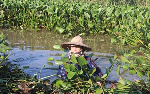 Nông dân Hà Tĩnh thu lợi từ loài cây trước đây chỉ làm thức ăn cho gia súc, nay lại trở thành hàng "xuất ngoại"