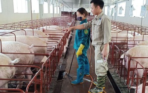 Bắc Ninh: Anh nông dân nuôi lợn công nghệ cao, mỗi năm thu 20 tỷ, lãi ròng 3 tỷ