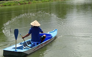 Hậu Giang: Giá thức ăn tăng vù vù, giá cá rô đầu vuông giảm quá nhanh, nông dân khốn khổ