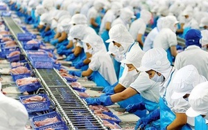 Tại sao thủy sản Việt Nam xuất được sang EU nhưng siêu thị trong nước lại từ chối?