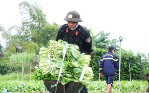 Đắk Lắk: Dân, quân đội mưa thu hoạch rau gửi về vùng dịch