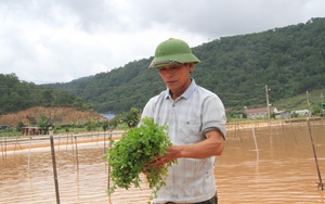 Video: Lũ về lúc nửa đêm, hàng trăm ha hoa màu ở Lâm Đồng chìm trong &quot;biển nước&quot;