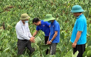 Yên Bái: Trồng thứ khoai tốt bời bời, lá to hơn quạt mo, đào lên toàn củ bự, nhà nào trồng đều bán dễ