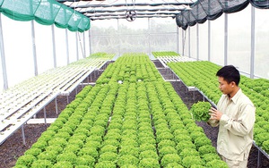 Nam Định: Trồng rau sạch xanh mướt trong nhà lưới, vườn đã đẹp lại còn bán đắt hàng