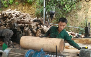 Bóc gỗ rừng tự nhiên đem đi bán (Bài 2): Đại công xưởng bóc gỗ "ăn rừng"