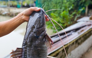 Hòa Bình: Cá lăng, cá chiên đặc sản sông Đà lao dốc, giá cám leo cao, nông dân như tôi đang lao đao