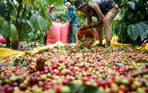 Giá nông sản hôm nay 10/8: Giá tiêu lên mốc 77.500 đồng/kg; cà phê đồng loạt tăng