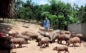 Hà Giang: Nuôi lợn rừng la liệt chỉ cho ăn cỏ, ăn lá, dù trang trại ở xa nhiều người vẫn muốn kéo đến xem