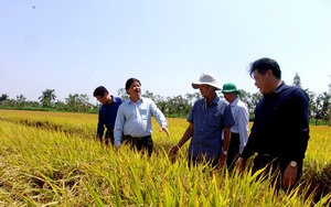 Long An: Nông dân giàu lên nhờ ứng dụng công nghệ cao trong sản xuất nông nghiệp