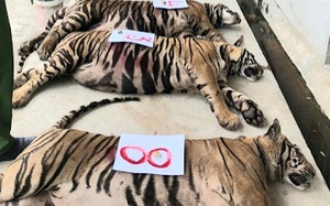 Bảo tàng Thiên nhiên Việt Nam đề nghị tạm thời tiếp nhận 8 cá thể hổ chết ở Nghệ An
