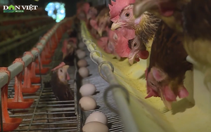 Video: Lý giải nghịch lý giá gà rẻ hơn giá trứng tại các tỉnh Đông Nam Bộ